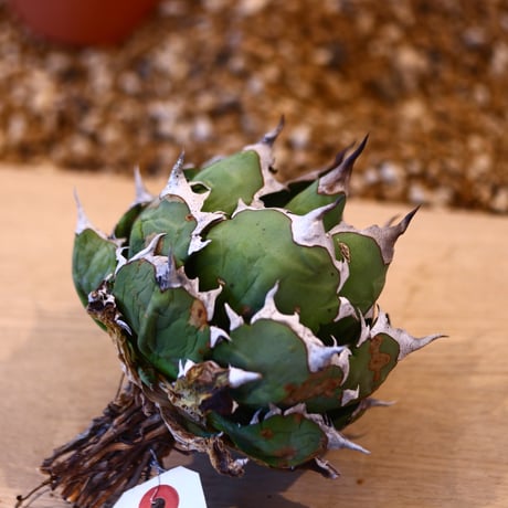 Agave titanota  姫厳竜   no.32480
