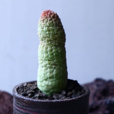 ラリレアキア  カクティフォルメ  仏頭玉 　Larryleachia cactiformis　no.22319