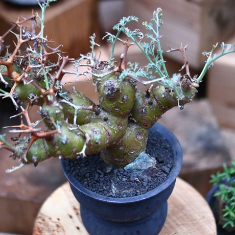 ペラルゴニウム  クリズミフォリウム／Pelargonium crithmifolium    no.102446
