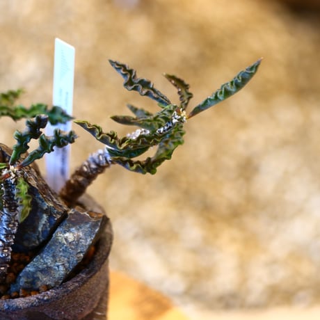Euphorbia decaryi × 安西 桂　  no.11417
