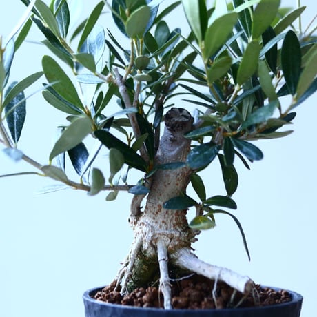 オリーブ　Olea europaea　 no.110842-1