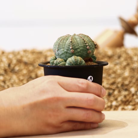 ユーフォルビア  仔吹きシンメトリカ / Euphorbia  symmetrica   no.42319