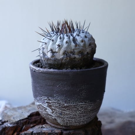 コピアポア 孤竜丸    Copiapoa cinerea var. columna-alba  no.51922