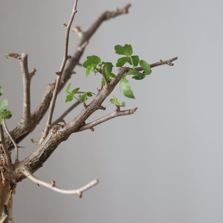 Bursera fagaroides × N/OH  no.51236