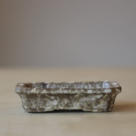 CATEGORY 2025/2/23 20:00~再盆器 | 芽の巣山