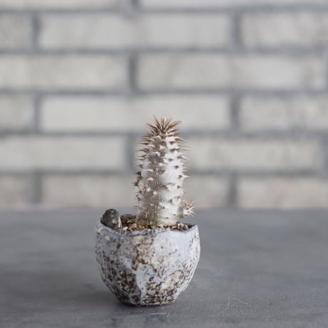 Pachypodiu makayense × takero pot (2.5号)  no.621/61