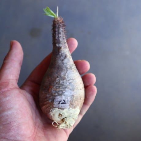 パキポディウム グラキリス 抜苗  Pachypodium rosulatum var. gracilius no.100612