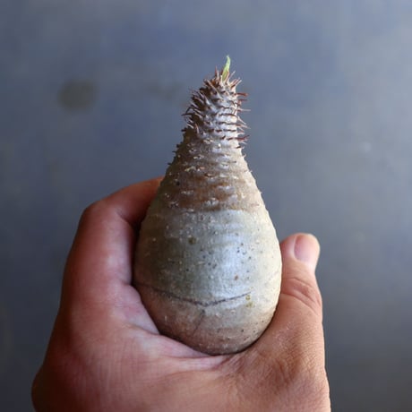 パキポディウム グラキリス 抜苗  Pachypodium rosulatum var. gracilius no.100618