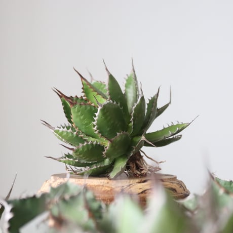 Agave horrida / Style of Chika　no.42159