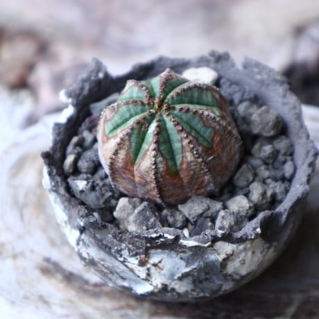 ユーフォルビア  オベサ 　Euphorbia obesa　no.91513