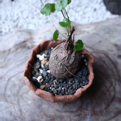 ディオスコレア   亀甲竜    Dioscorea elephantipe     no.112412