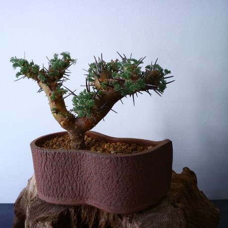サルコカウロン  ヘレー    Sarcocaulon herrei   No.024