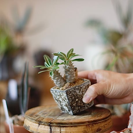 Pachypodium cactipes × takero pot (2.5号)  no.1214/10