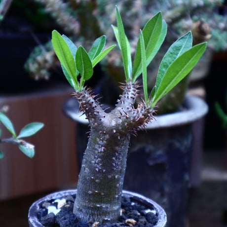 パキポディウム  マカイエンセ／Pachypodium Makayense       no.60632