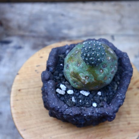 テフロカクタス  ゲオメトリクス／Tephrocactus geometricus   no.72533