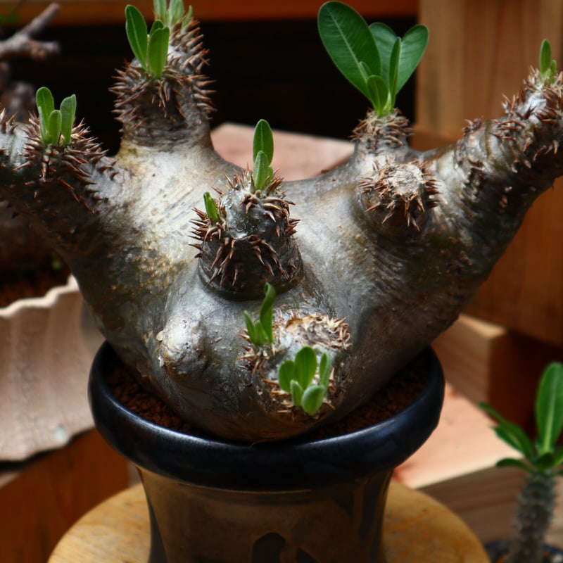 パキポディウム デンシフローラム ／Pachypodium densiforum no.