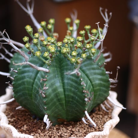 ユーフォルビア バリダ / Euphorbia valida   no.31920