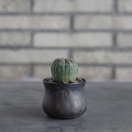 Euphorbia Obesa × Kazuhiro Arima (2号)  no.706-15