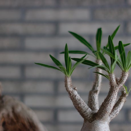 Pachypodium Inopinatum × N/OH (5号)  no.601/2