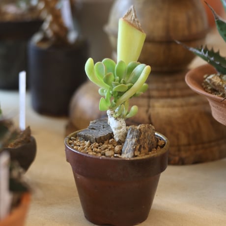 Kalanchoe luciae oricula ×YAMABACHI var. 六本芽  no.@117-28