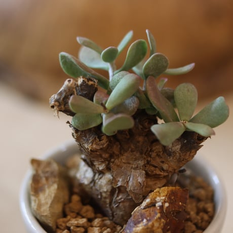 Ceraria pygmaea × 中川智治    no.124-31