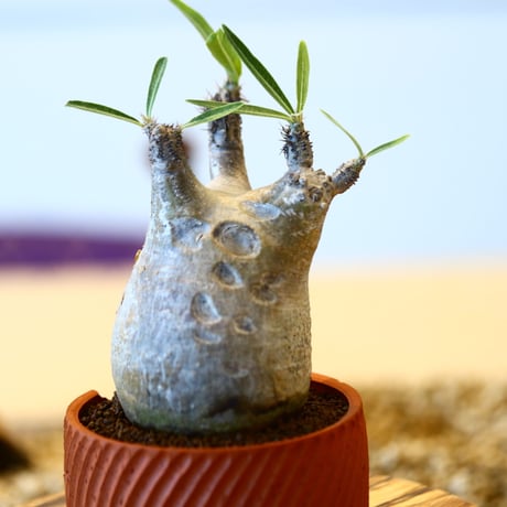 N/OH × Pachypodium  gracilius    no.61834