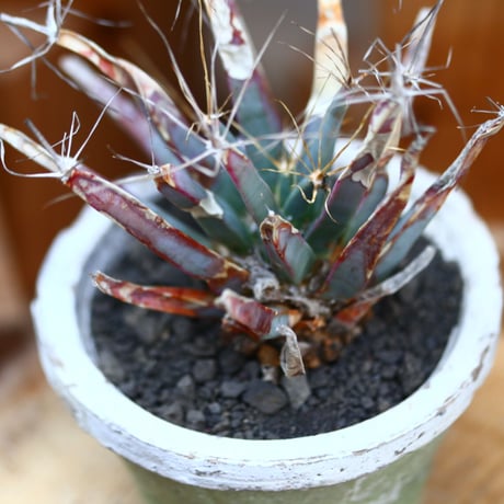 レウクテンベルギア  晃山／Leuchtenbergia principis  no.30626