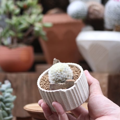 マミラリア カルメナエ／Mammillaria carmenae.    no.112725