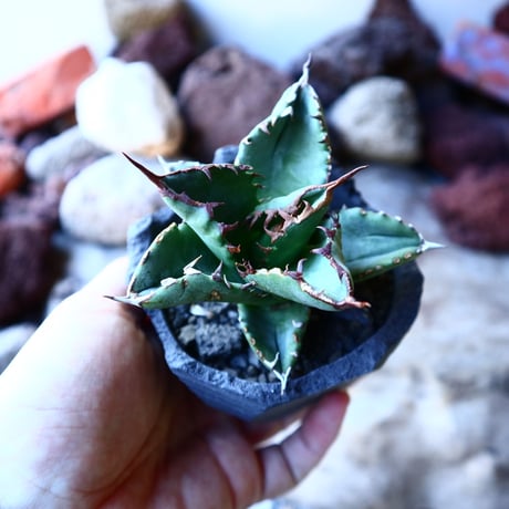 アガベ チタノタ   Agave titanota   no.32206