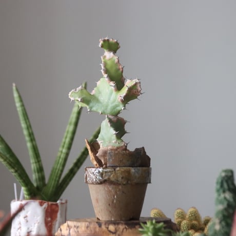 Euphorbia tortilis × YAMABACHI var.六本芽    no.51913