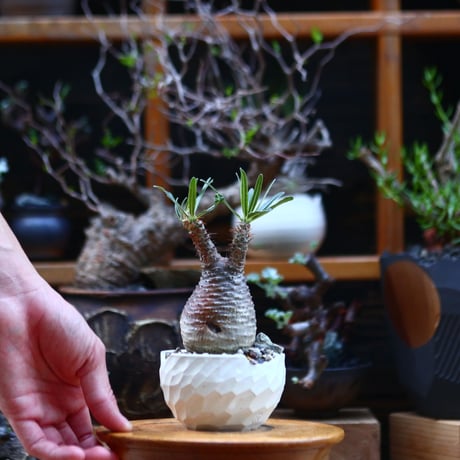 パキポディウム  グラキリス／Pachypodium  gracilius       no.92629