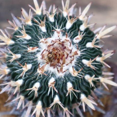 エキノフォスロカクタス 縮玉／Echinofossulocactus zacatecasensis   no.91813