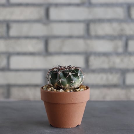Discocactus gigantea × YAMABACHI (3号鉢)  no.614/20