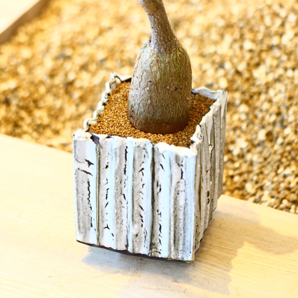 プセウドボンバックス エリプティクム / Pseudobombax ellipticum