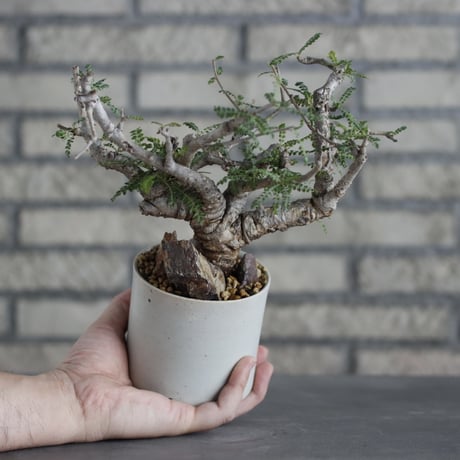 Boswellia neglecta × Atsushi Funakoshi (3.5号)  no.629-43
