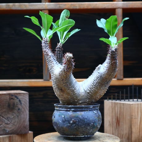 パキポディウム  マカイエンセ／Pachypodium Makayense      no.80759