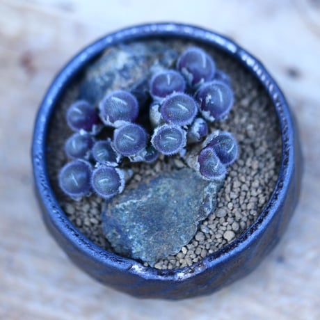 コノフィツム  ステファニー／Conophytum stephanii  no.13067