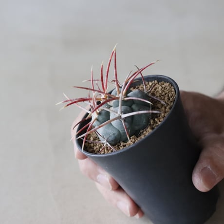 Thelocactus hexaedrophorus v. fossulatus / 緋冠竜 (2.5号鉢)  no.913/37