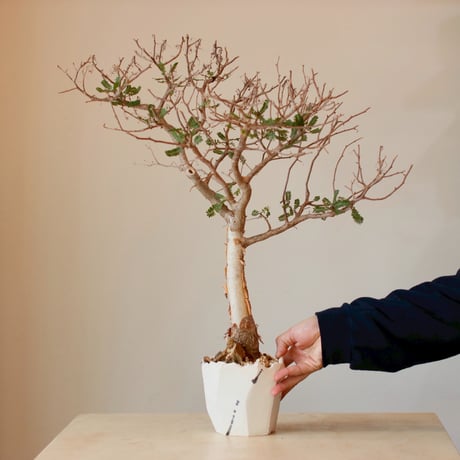Bursera microphylla × N/OH (4号)  no.125/2