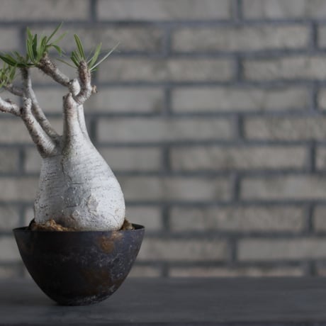 Pachypodium gracilius × takero pot (5.5号)  no.713-12