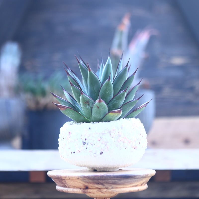 アガベ ブルーグロー Agave 'Blue Glow' no.22809 | 芽の巣山