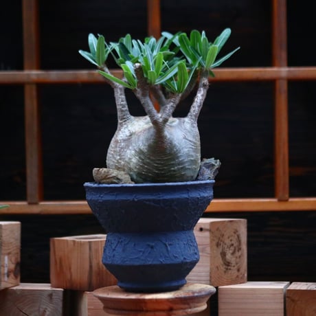パキポディウム  グラキリス ／Pachypodium  gracilius     no.102478