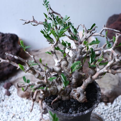 センナ メリディオナリス   Senna meridionalis  no.91516