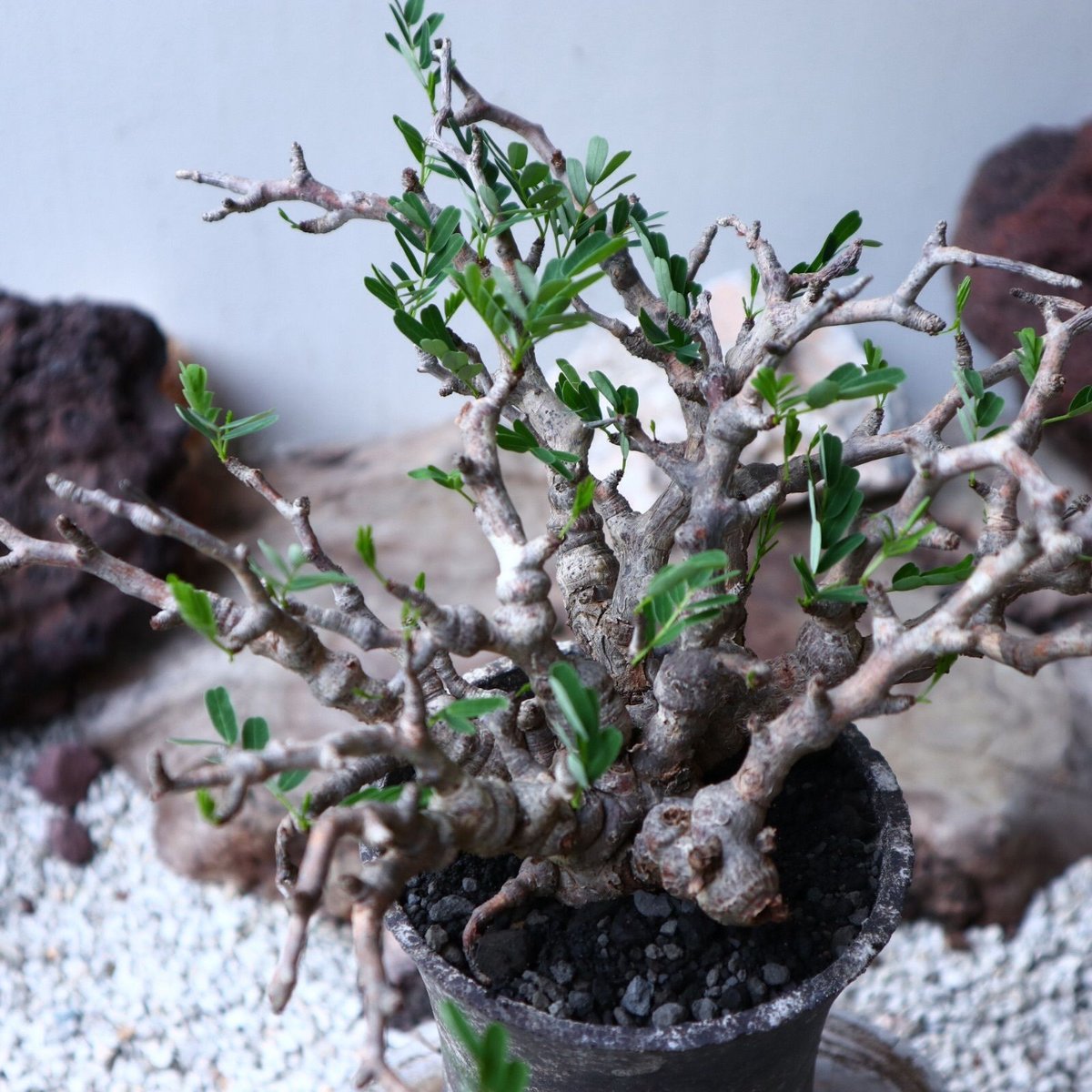 センナ メリディオナリス Senna meridionalis no.91516 | 芽の巣山