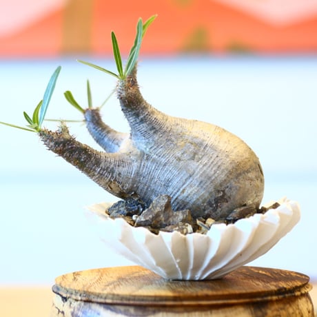 Pachypodium  gracilius × Kazuhiro Arima    no.100820