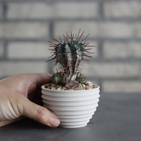 Euphorbia horrida (長刺ホリダ) × takero pot (2.5号)  no.607/8