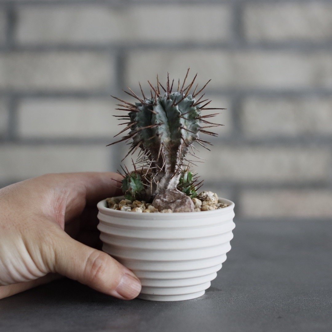 Euphorbia horrida (長刺ホリダ) × takero pot (2.5号)