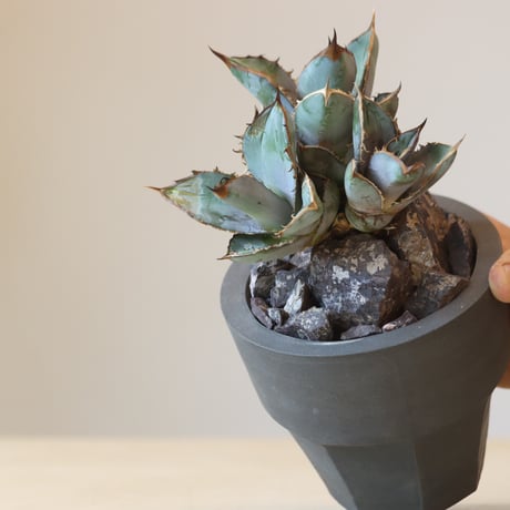 Agave Titanota Rancho Tambor × N/OH　no. 309-7
