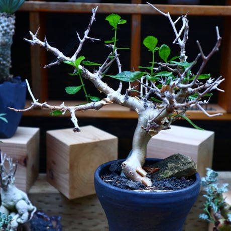 コミフォラ  ワイティ／Commiphora wightii   no.70437