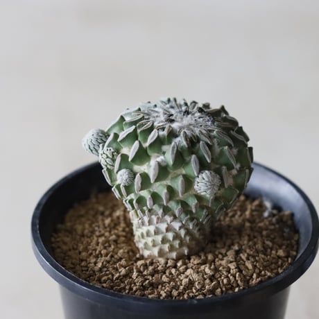 Pelecyphora aselliformis / 精巧丸 (2.5号鉢)  no.913/52